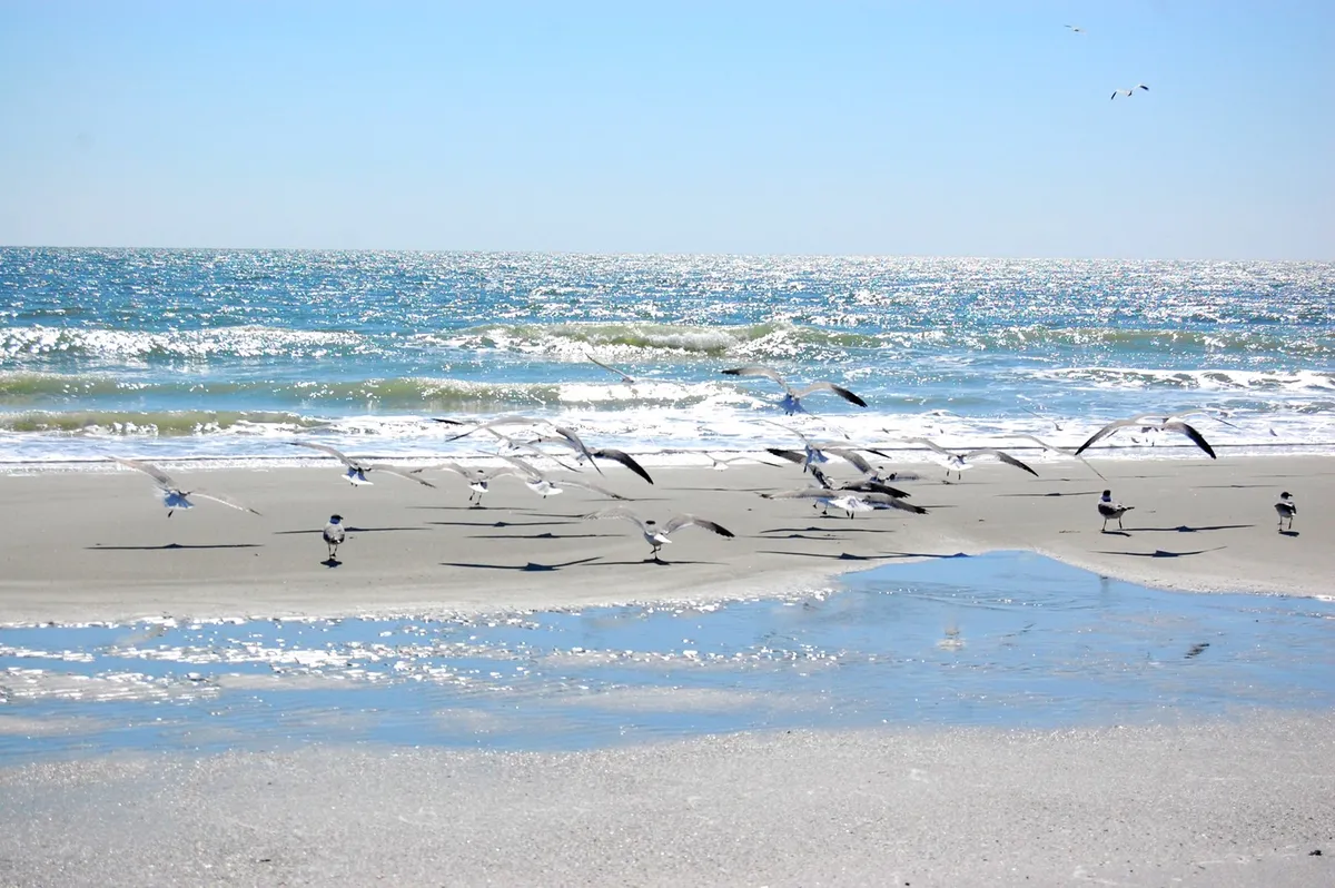 A wide view of the sandy beach with gentle waves rolling in, seagulls flying, and the wet sand reflecting subtle sunlight. The tranquil mood is accentuated by the peaceful, open scene, inviting morning strolls, birdwatching, and moments of relaxation by the shore.